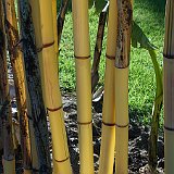 Phyllostachys vivax Aureocaulis3.JPG